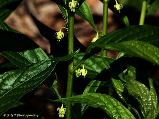 {Cubelium concolor}